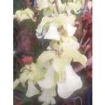 Sarracenia alata var rubrioperculata RED THROAT