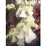 Sarracenia alata var. alata A1MK 'ALL GREEN'