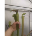 Sarracenia alata var rubrioperculata RED THROAT