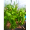 Sarracenia x catesbaei THE GIANT
