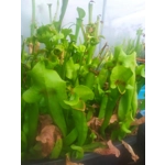 Sarracenia x catesbaei THE GIANT