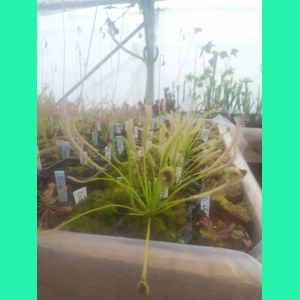 Drosera capensis 'ALBA'