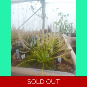 Drosera capensis 'ALBA'