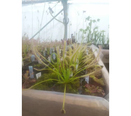 Drosera capensis 'ALBA'