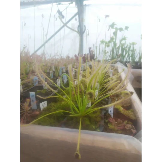 Drosera capensis 'ALBA'