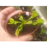 GREEN SAWTOOTH Dionaea muscipula