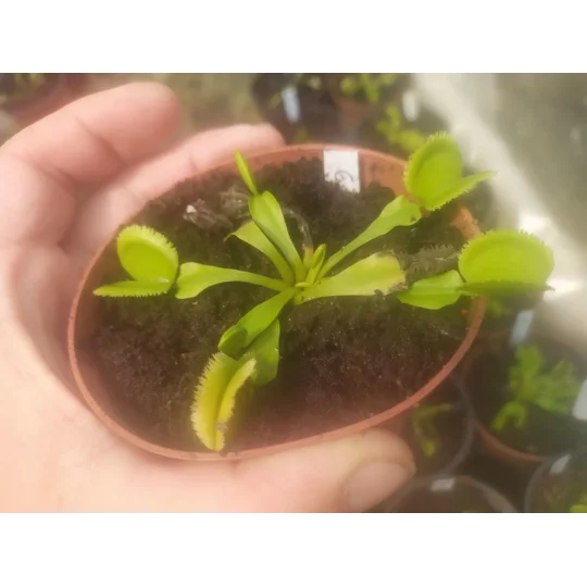 GREEN SAWTOOTH Dionaea muscipula