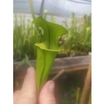 Sarracenia flava var. ornata F185 MK, Prince George co, Virginia