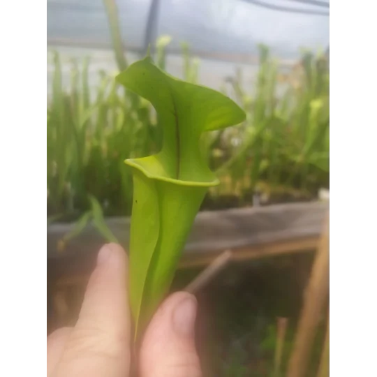 Sarracenia flava var. ornata F185 MK, Prince George co, Virginia