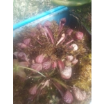 Sarracenia psittacina subsp. psittacina