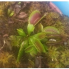 B52 Dionaea muscipula