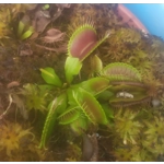 B52 Dionaea muscipula