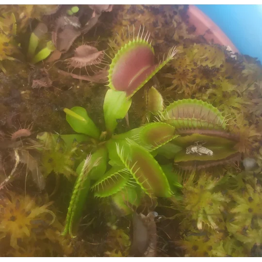 B52 Dionaea muscipula