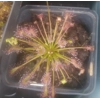 Drosera intermedia Trzin, Slo - 50 seeds