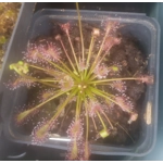 Drosera intermedia Trzin, Slo - 50 seeds