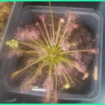 Drosera intermedia Trzin, Slo - 50 seeds