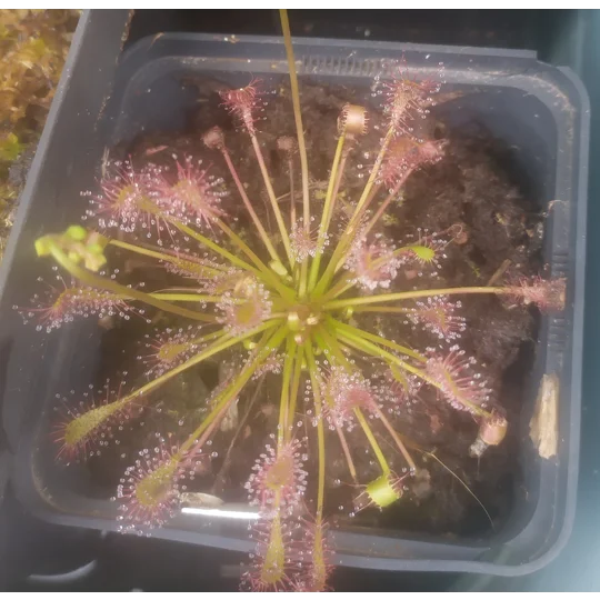Drosera intermedia Trzin, Slo, 30 seeds