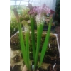 Sarracenia ROYAL RED