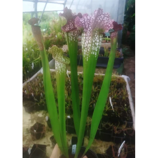 Sarracenia ROYAL RED