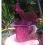 Sarracenia x mitchelliana BERND WEILBRENNER II