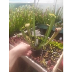Sarracenia rubra subsp. wherryi
