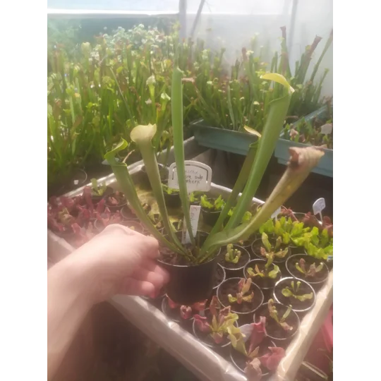 Sarracenia rubra subsp. wherryi