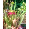 Sarracenia rubra subsp. wherryi