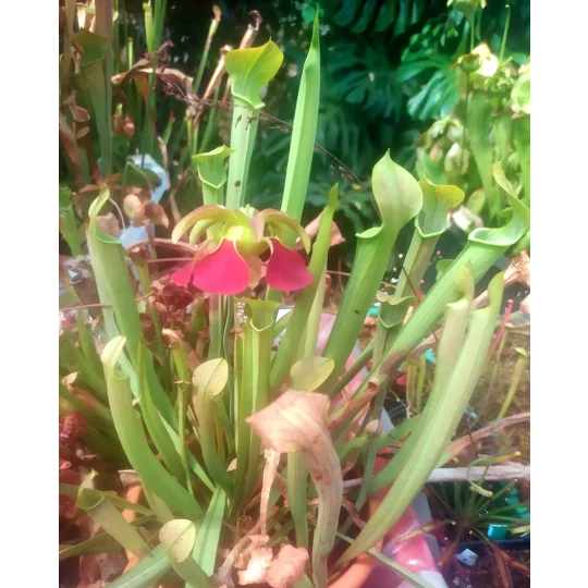 Sarracenia rubra subsp. wherryi