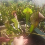 Sarracenia x catesbaei, pink flower, clone 3