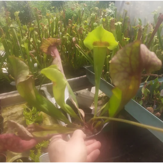 Sarracenia x catesbaei, pink flower, clone 3