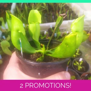 Sarracenia purpurea sub..