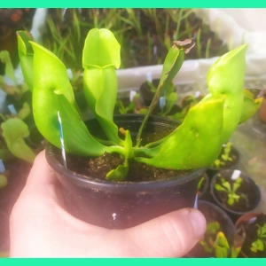 Sarracenia purpurea subsp. purpurea f. heterophylla