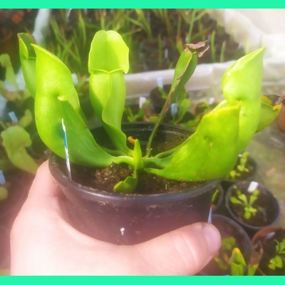 Sarracenia purpurea subsp. purpurea f. heterophylla