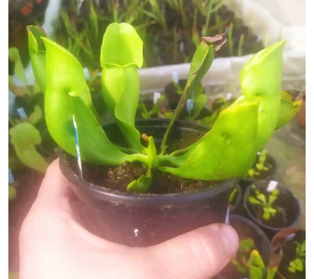Sarracenia purpurea subsp. purpurea f. heterophylla