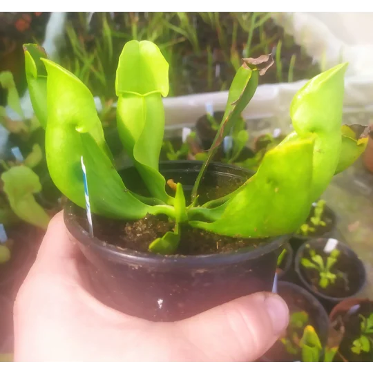 Sarracenia purpurea subsp. purpurea f. heterophylla