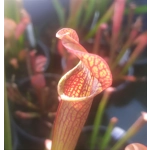 Sarracenia rubra subsp. rubra