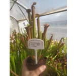 Sarracenia rubra subsp. rubra