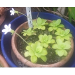 Pinguicula agnata Hidalgo