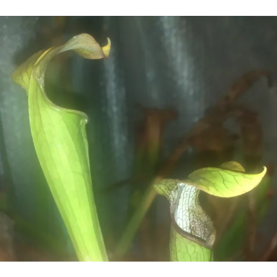 Sarracenia rubra subsp. jonesii