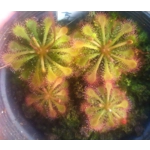 Drosera x tokaiensis