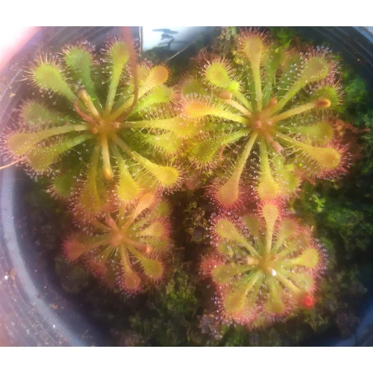 Drosera x tokaiensis