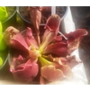 Sarracenia purpurea subsp. venosa