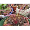 Drosera capensis 'ALL RED'