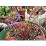 Drosera capensis 'ALL RED'