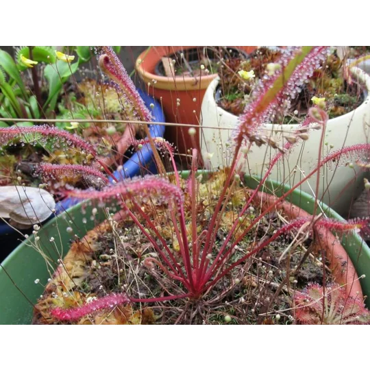 Drosera capensis 'ALL RED'