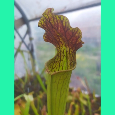 Sarracenia x areolata 'DIVERSIFLORA RED', Alabama/Mississippi border