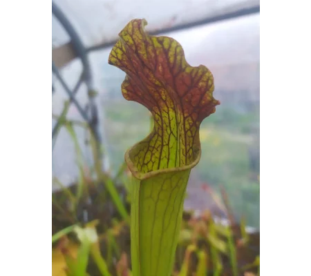 Sarracenia x areolata 'DIVERSIFLORA RED', Alabama/Mississippi border