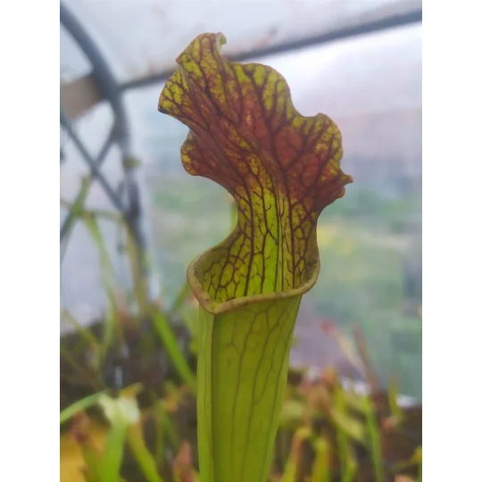 Sarracenia x areolata 'DIVERSIFLORA RED', Alabama/Mississippi border