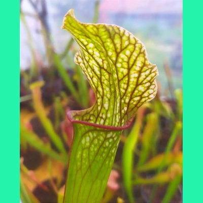 Sarracenia x areolata 'DIVERSIFLORA PEARL', Alabama/Mississippi border