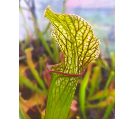 Sarracenia x areolata 'DIVERSIFLORA PEARL', Alabama/Mississippi border